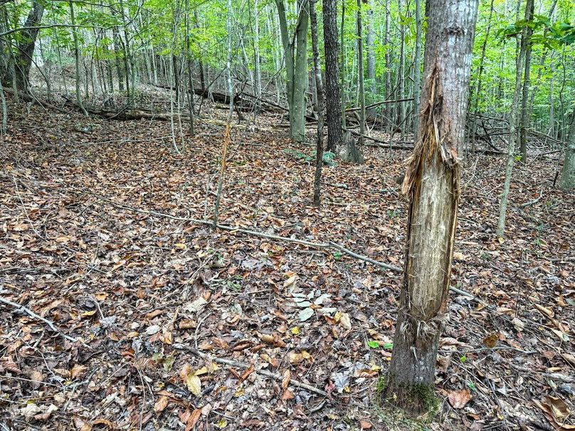 Greenup 77.28 Holsinger-35