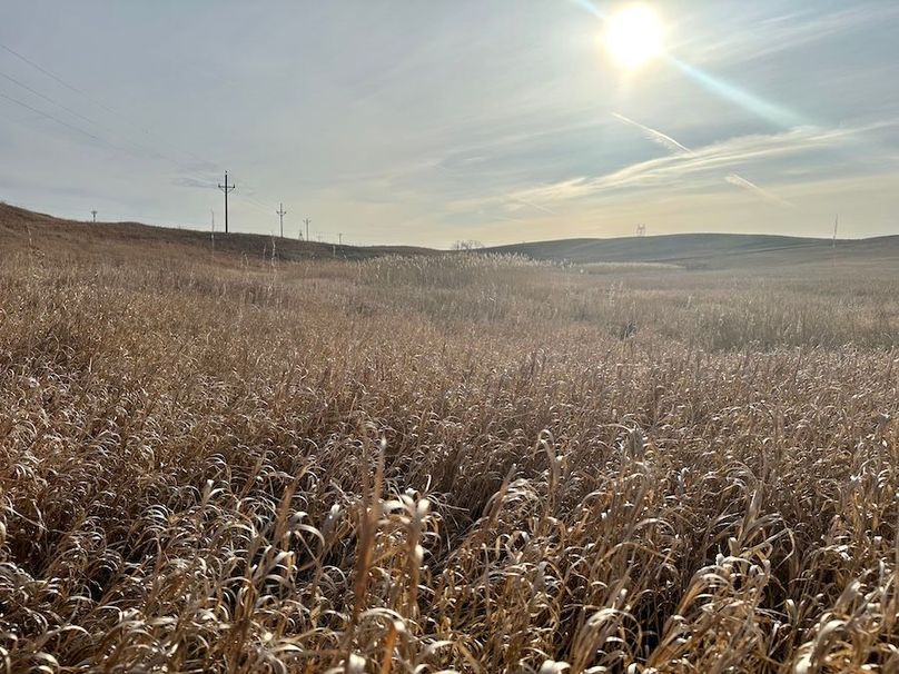 IMG_5379_Tract_1_Grass