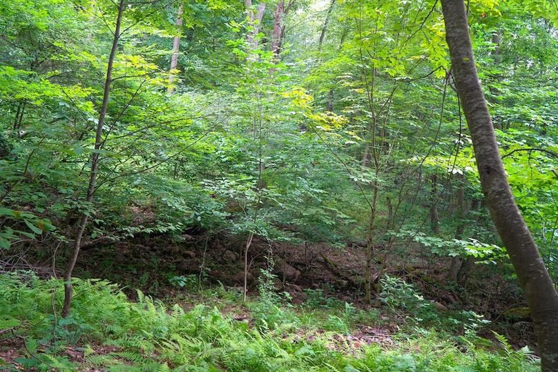 Fayette, 14.14, Kokot-23