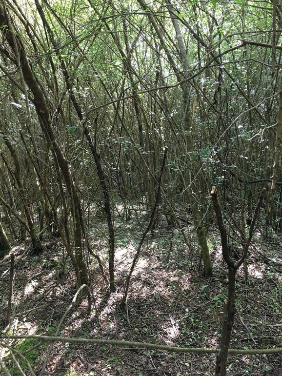 80FE6775-C69D-45FD-B292-0DA74E72C82E_1_105_c