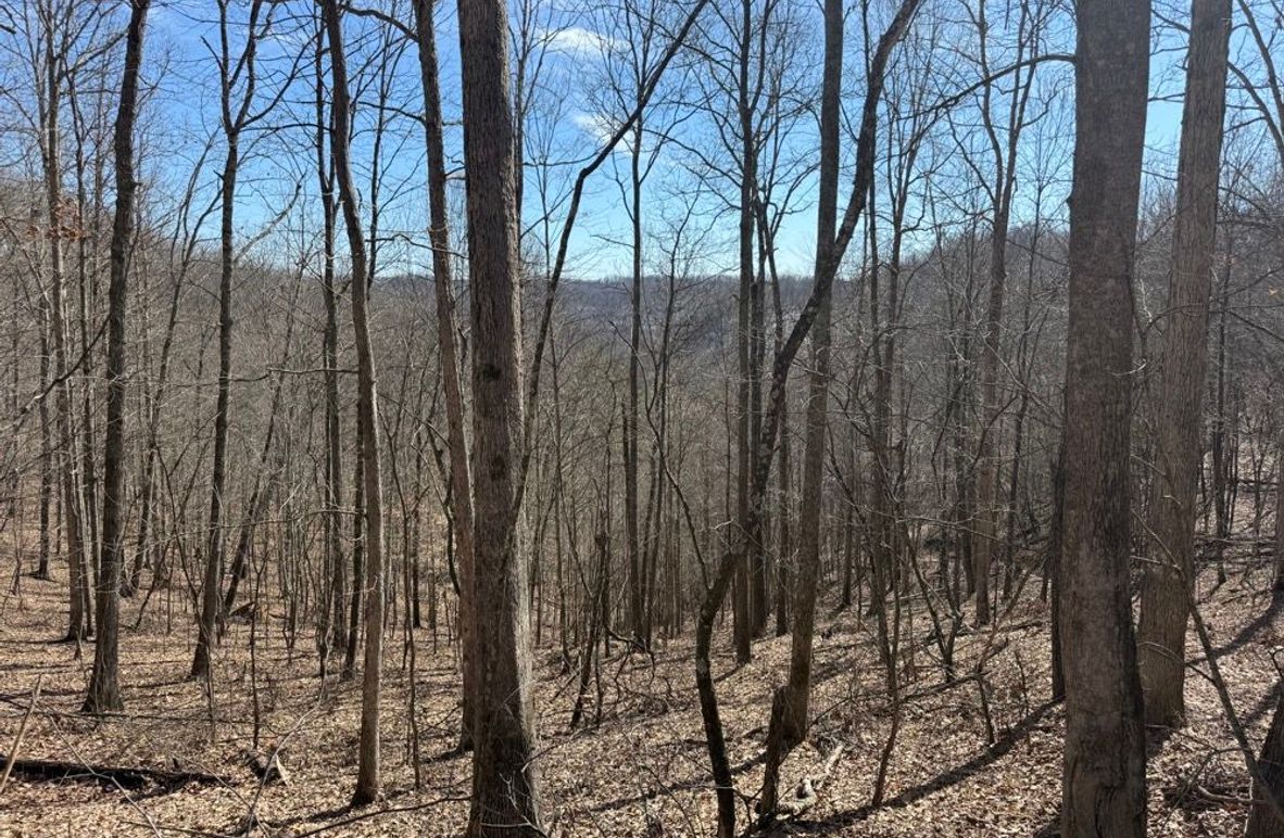 004 view of a south facing slope near the National Forest