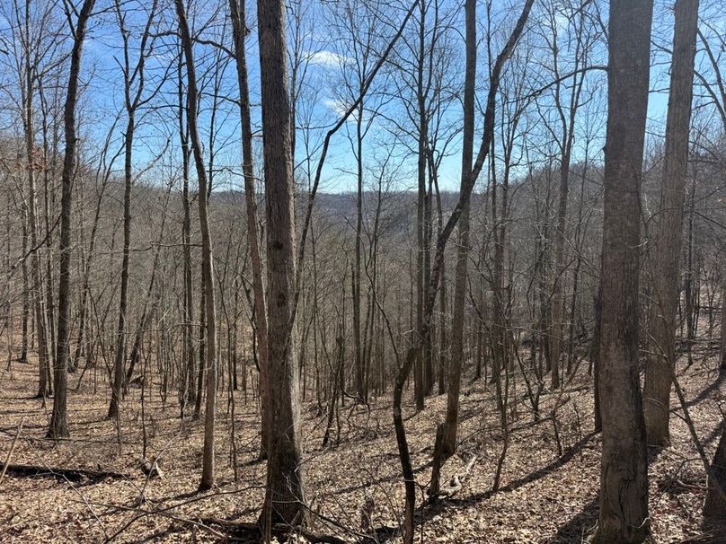 004 view of a south facing slope near the National Forest