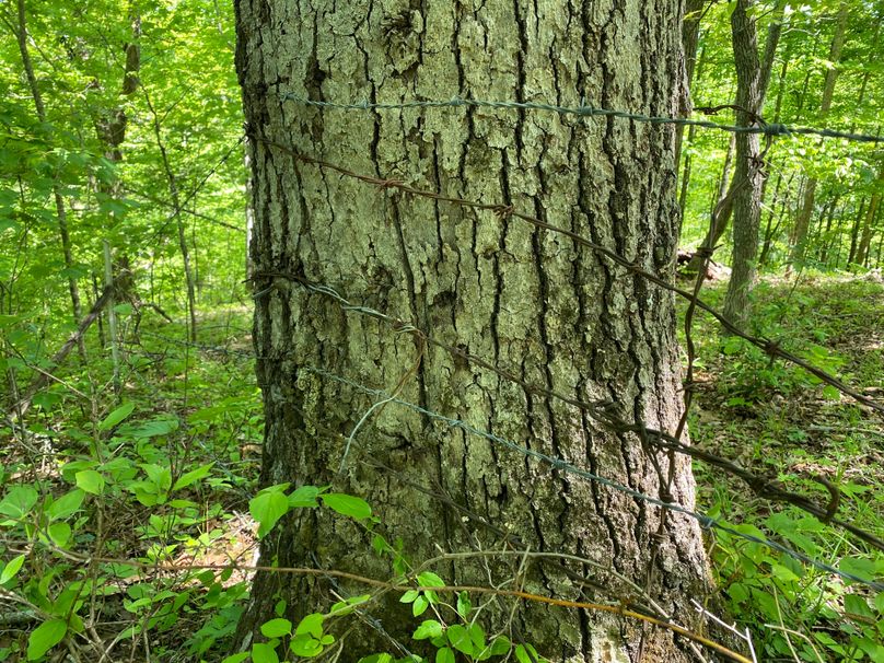 007 some of the old fencing along the southwest boundary copy