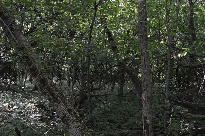 Thick woods on NW corner