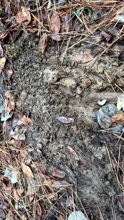 Grayson 48.195 Johnson17