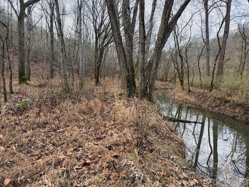 012 another nice view from the creek bottom along the creek edge-2