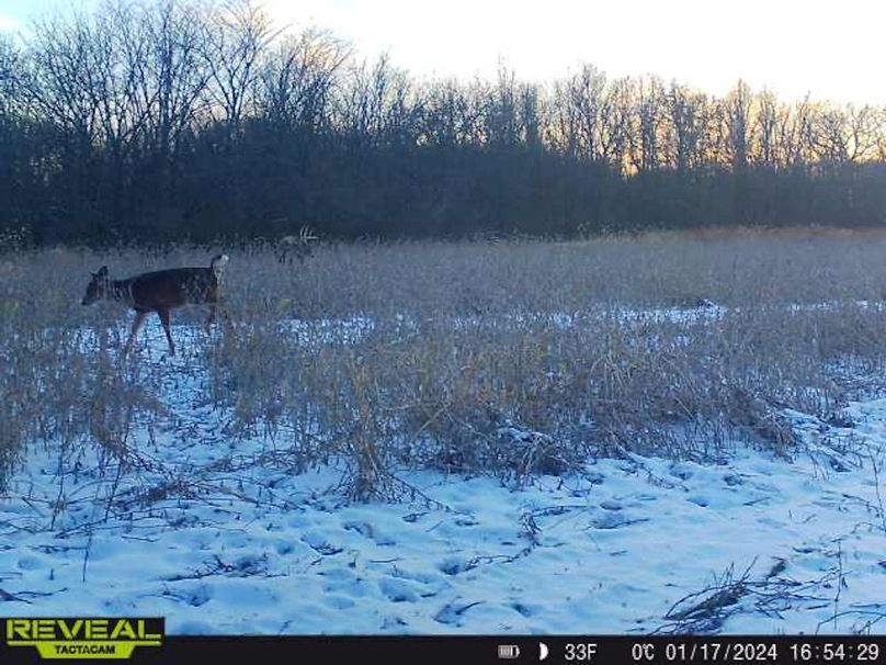 Copy of deer photos.186