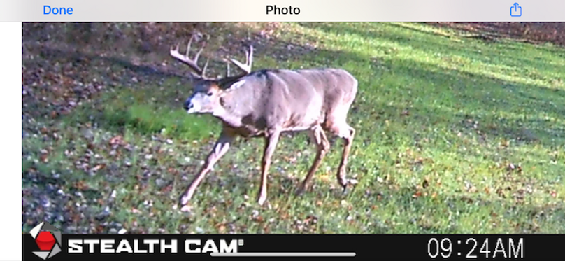 Deer 1