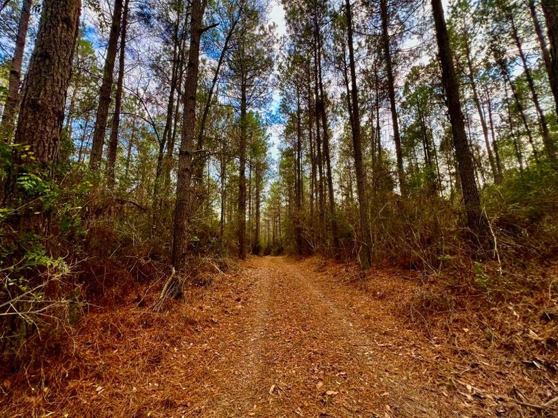 BA2C71E4-834E-4A74-8815-F39EC50F13E7_1_201_a