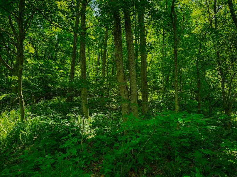 Doddridge, WV 64.69 AC Davis-39