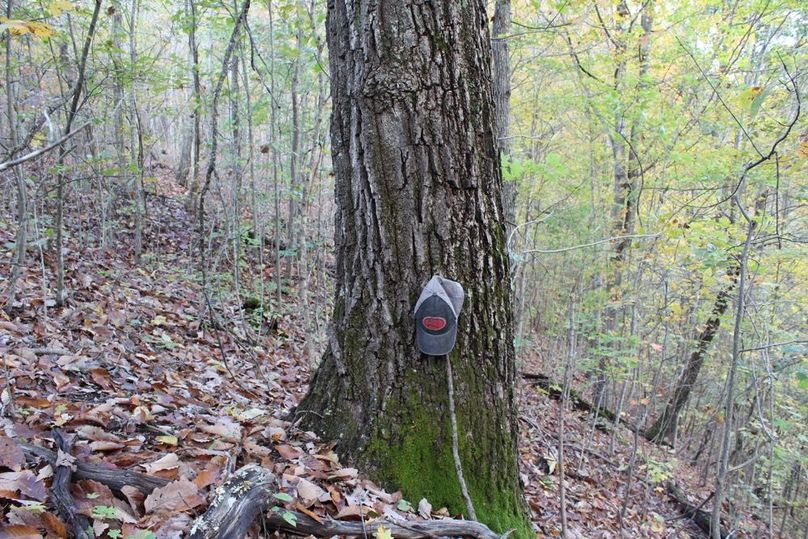 032 mature chestnut oak