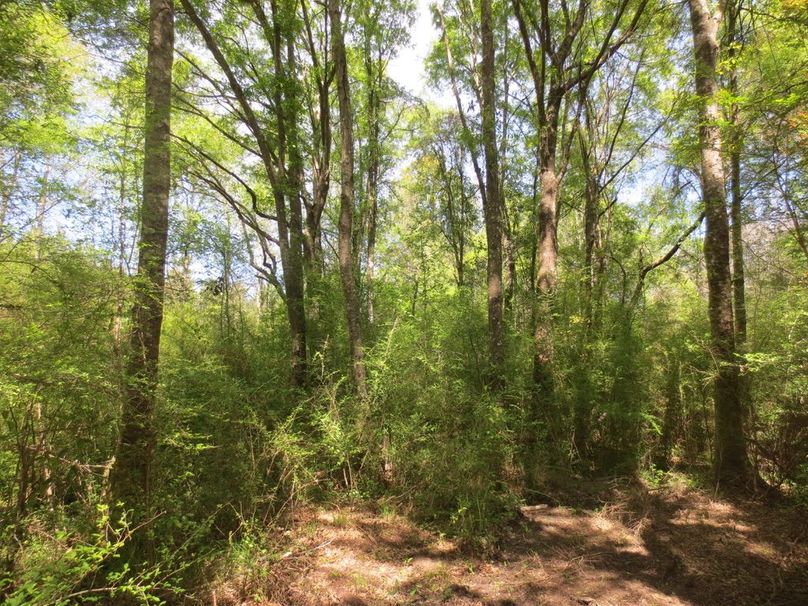 D0EBCBA0-5C6C-4A1C-AA40-1DCC4529E042_1_105_c