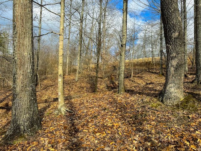 Doddridge, WV 79.08 AC Adams-57