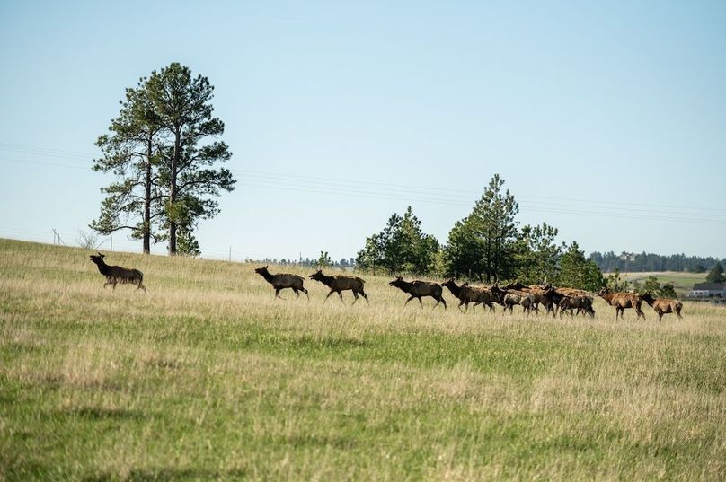 34 - Elk Bachelor Group