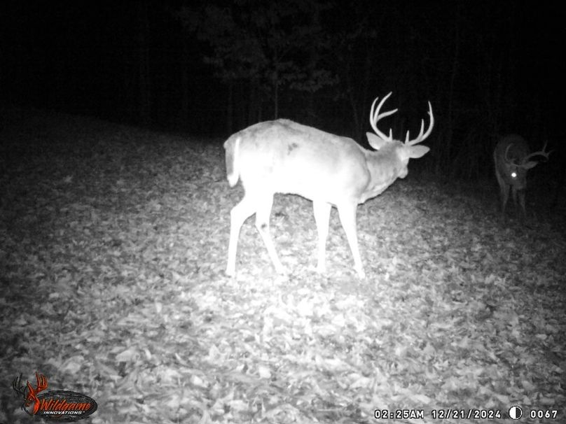big buck 2 blue feeder 12_24
