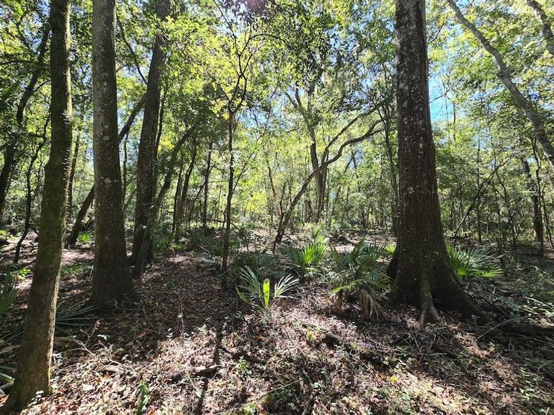 7.8ac, Citrus, Andrew Goering22