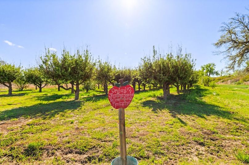 081 - Orchard 2