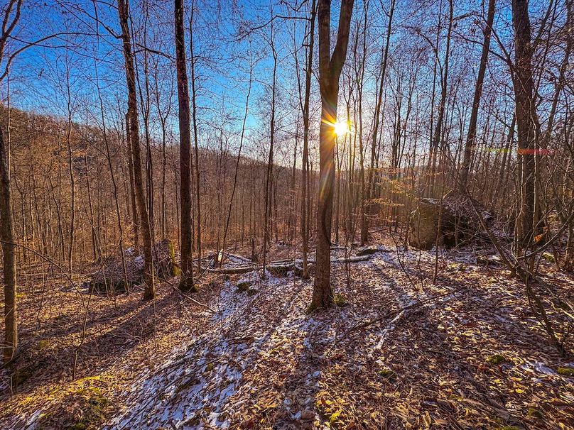 Roane, WV 100.12 AC Tree Line-56