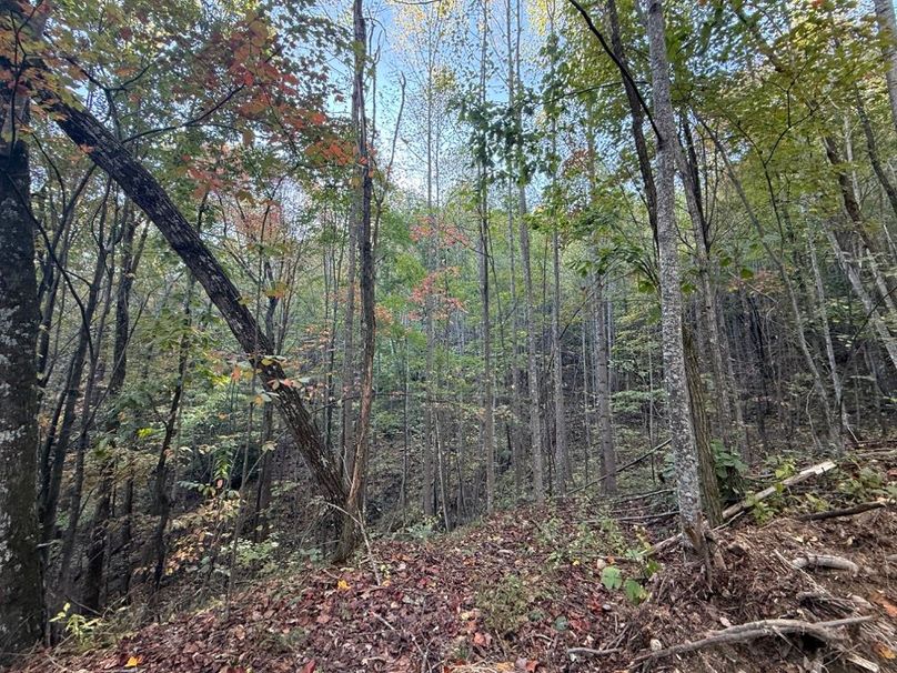 021 open forest area looking into a ravine