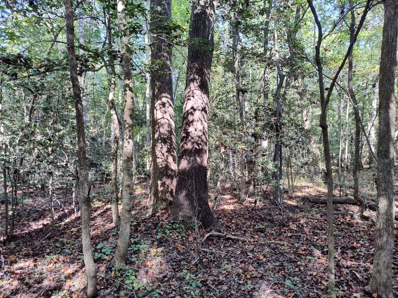 IMG_20231009_151706164_HDR