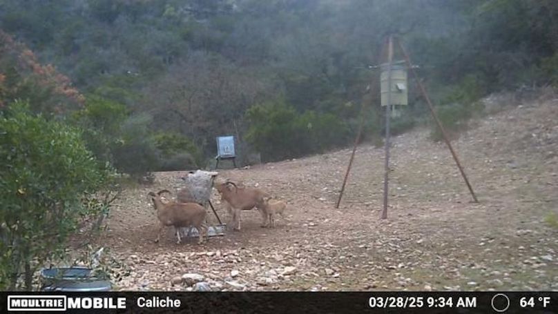 Temp_2028641-20250328143512-100MFCAM_MFDC4682