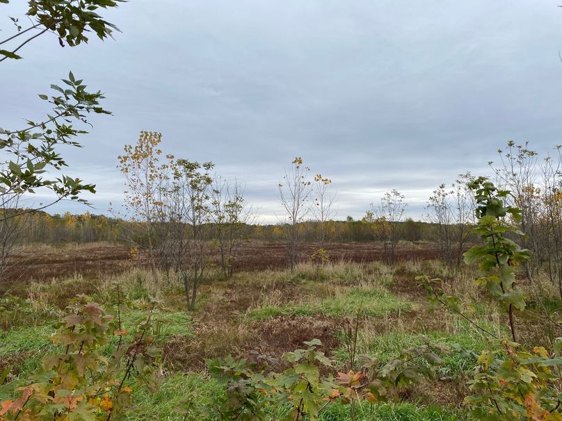 pics from late 2021 and early 2022. New plots being planted in Aug 2023 for new pics (18)