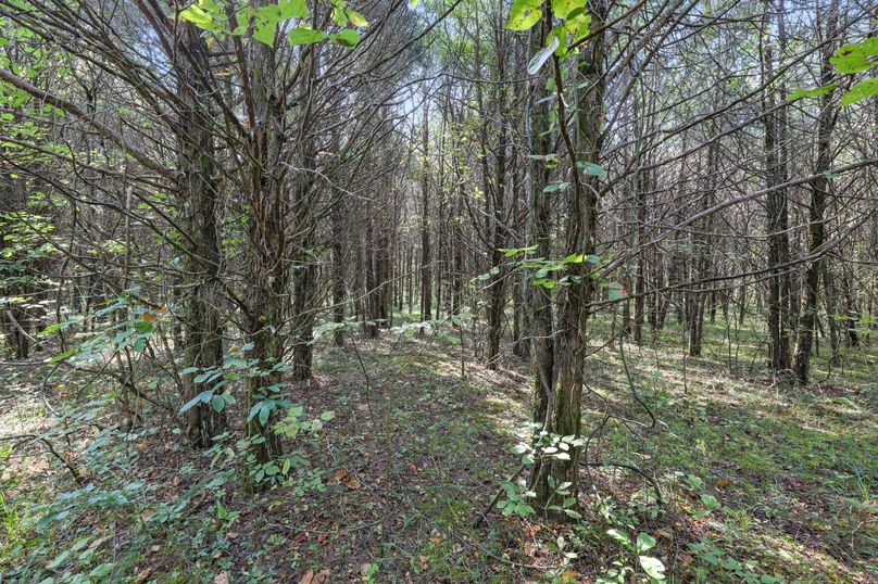 7-web-or-mls-A68A1127