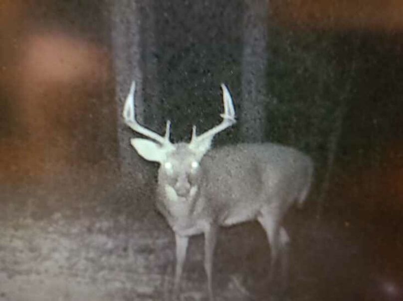 trailcam6