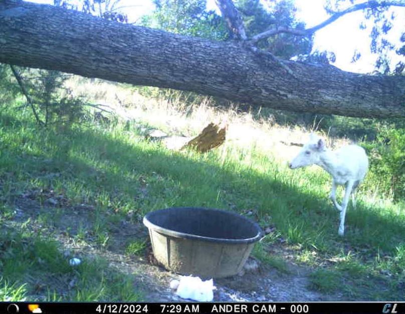 Whitey at bucket