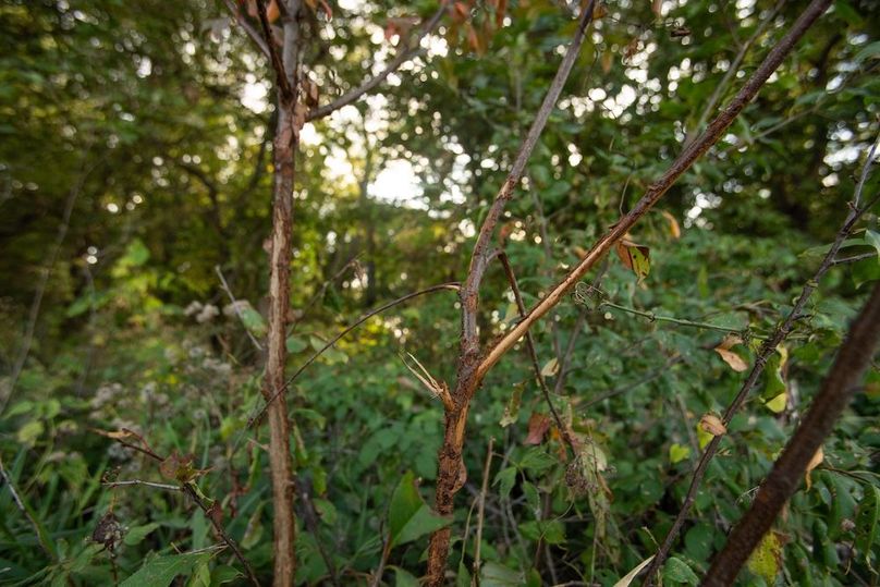 Copy of POTTAWATTAMIE CO IA 311 TRACT 3_27