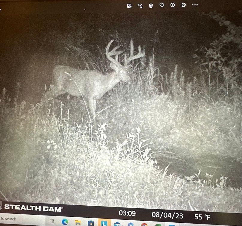 011 solid, big framed 8 pointer copy