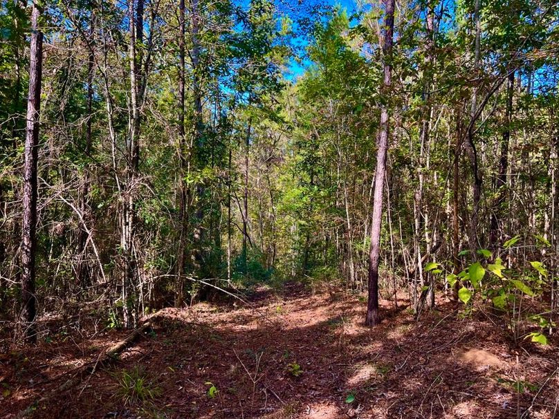 5969D3E0-65CC-4B7D-9E23-FF844BD19453_1_201_a