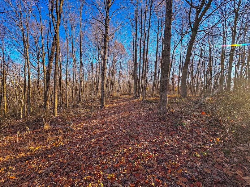 Pleasants_Wood 169.97 AC Cokeley-67