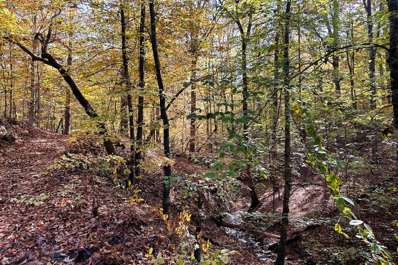 08 Creek _ Trail 01