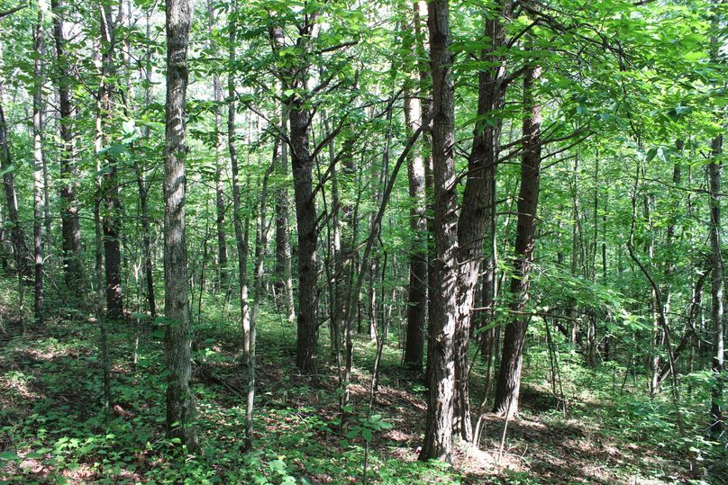 003 south facing slope of forested area