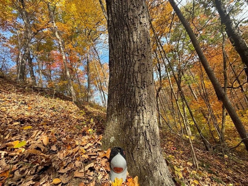 022 Mature timber dominates the landscape-2