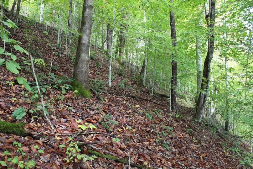 008 beech and maples located near bottom of valley