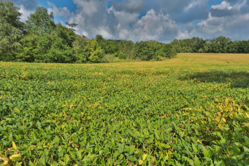 009Beans left of barn