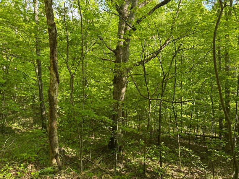 027 nice big white oak standing along the south valley trail