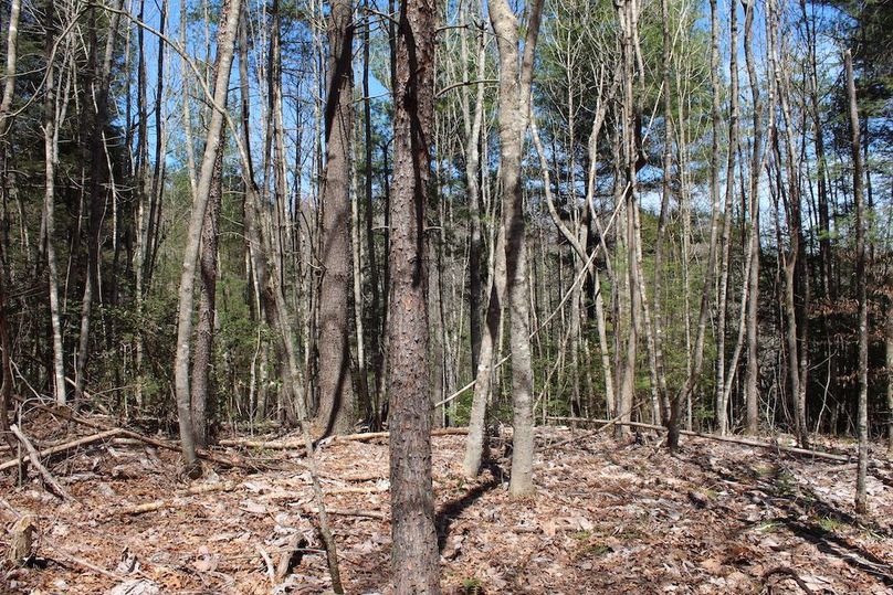 013 more nice pine thickets