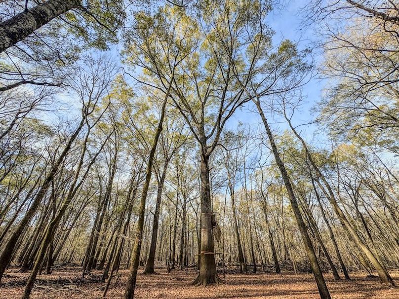 St. Francis 216.9 Calvin Parker Farms Profile -26