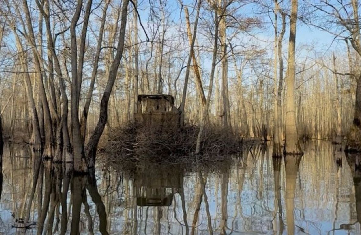 swamp20260501_0197