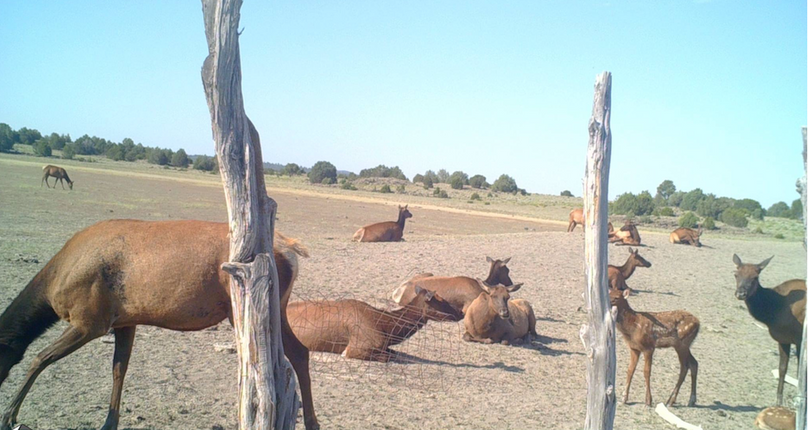 cows and calves at Williams Lake