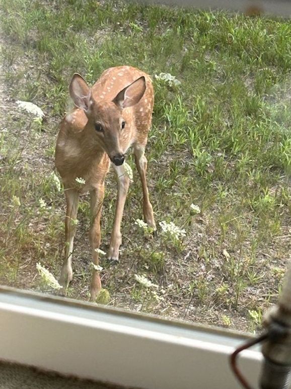 Fawn at Window