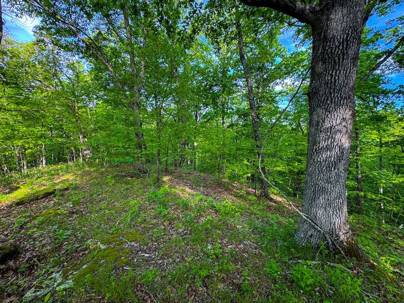 Wirt, WV 145.69 AC 273 Wildflower-34