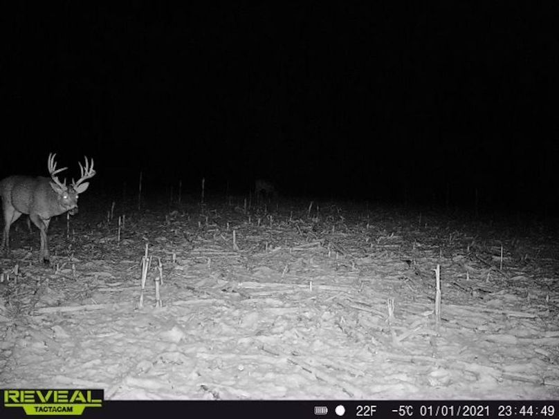 Copy of deer photos.213