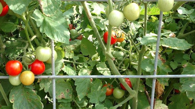 IMG_20170721_094803479