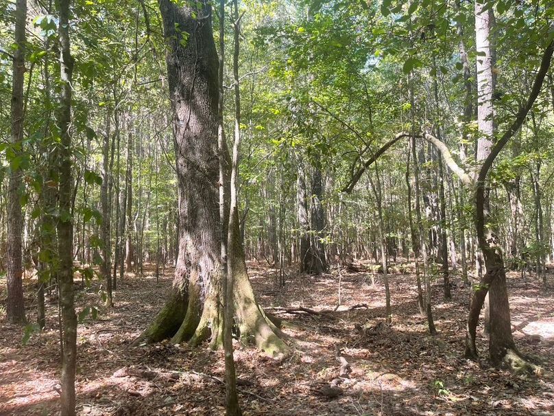 0C512484-1012-4044-A419-8AF809ABECF4_1_105_c