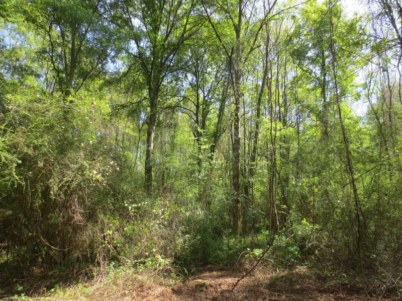 C8C85523-A149-414E-90BD-56C4E42422A1_1_105_c