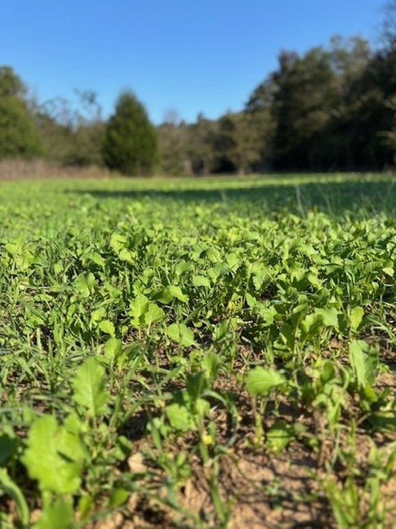 12 Wirth South 40 Lower Field Plot